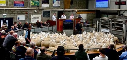 Thainstone Weekly Sale of Prime Feeding Sheep