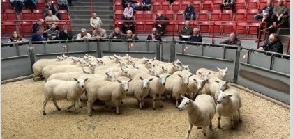 Thainstone Weekly Sale of Breeding Sheep & Store Lambs