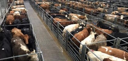 Thainstone Weekly Sale of Cast Cows and Bulls