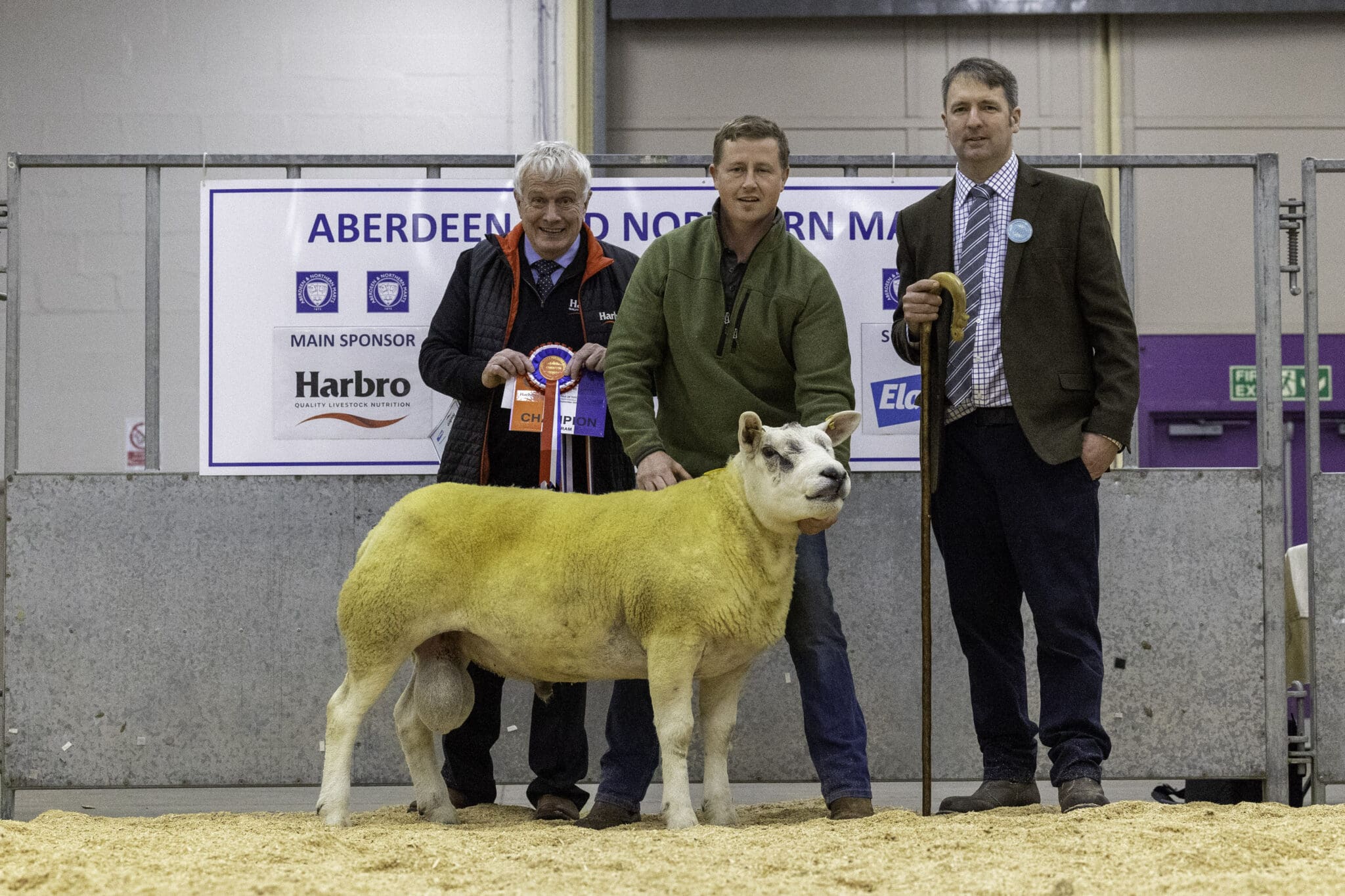 Texel Champion tops Thainstone Rams at 2400gns - Aberdeen and Northern ...